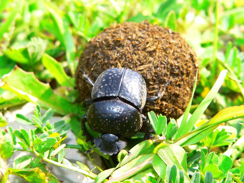 Vita da Scarabeo o del Sisifo entomologico